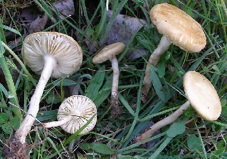 Agrocybe molesta